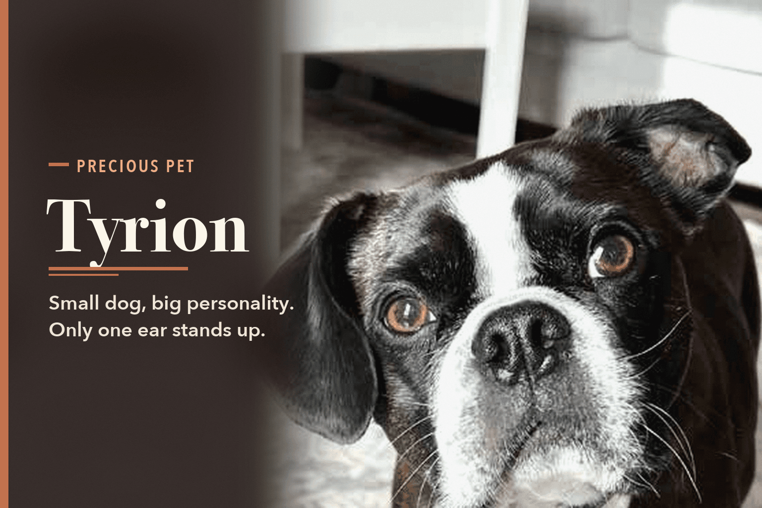 Tyrion, a black and white Boston terrier and cavalier mix, looks up at the camera with one ear raised. Text reads: Precious Pet. Tyrion. Small dog, big personality. Only one ear stands up.